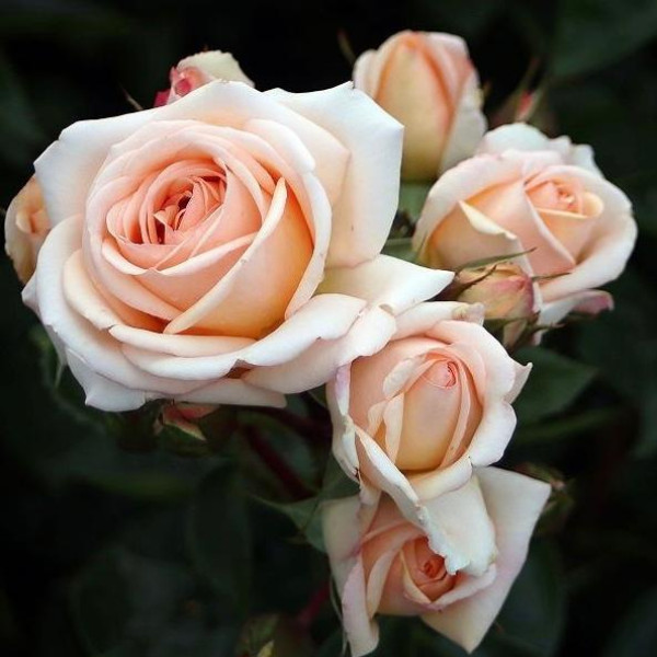 LADY CAPRI®  LADY CAPRI®